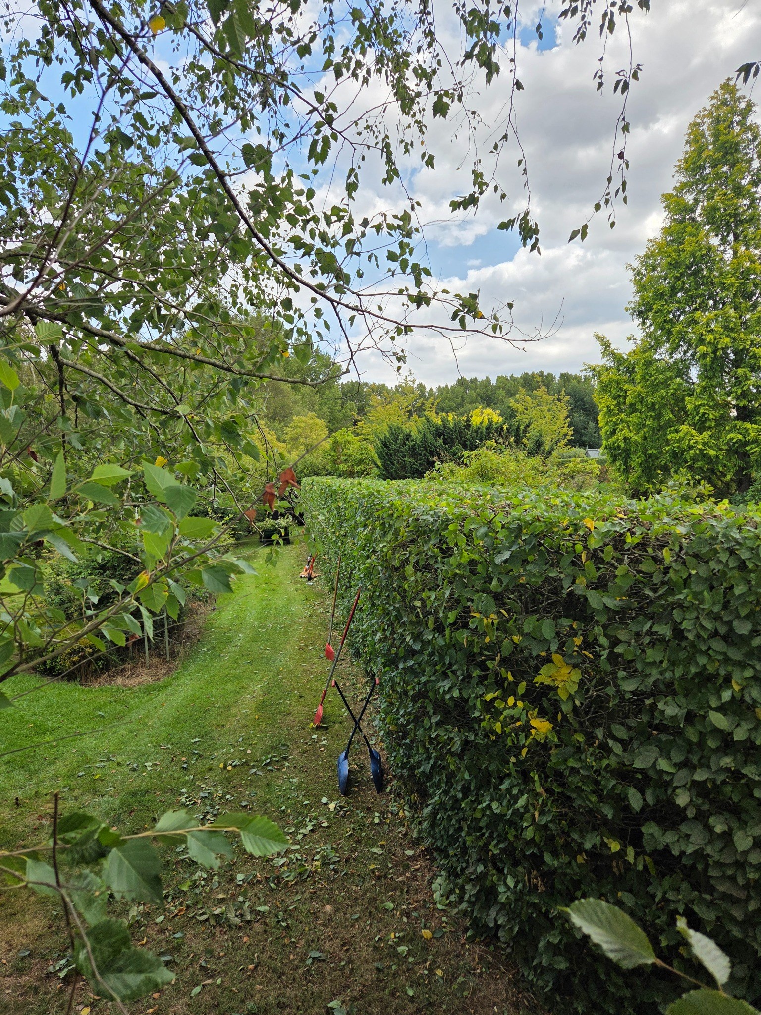 Overgrown garden before clearance