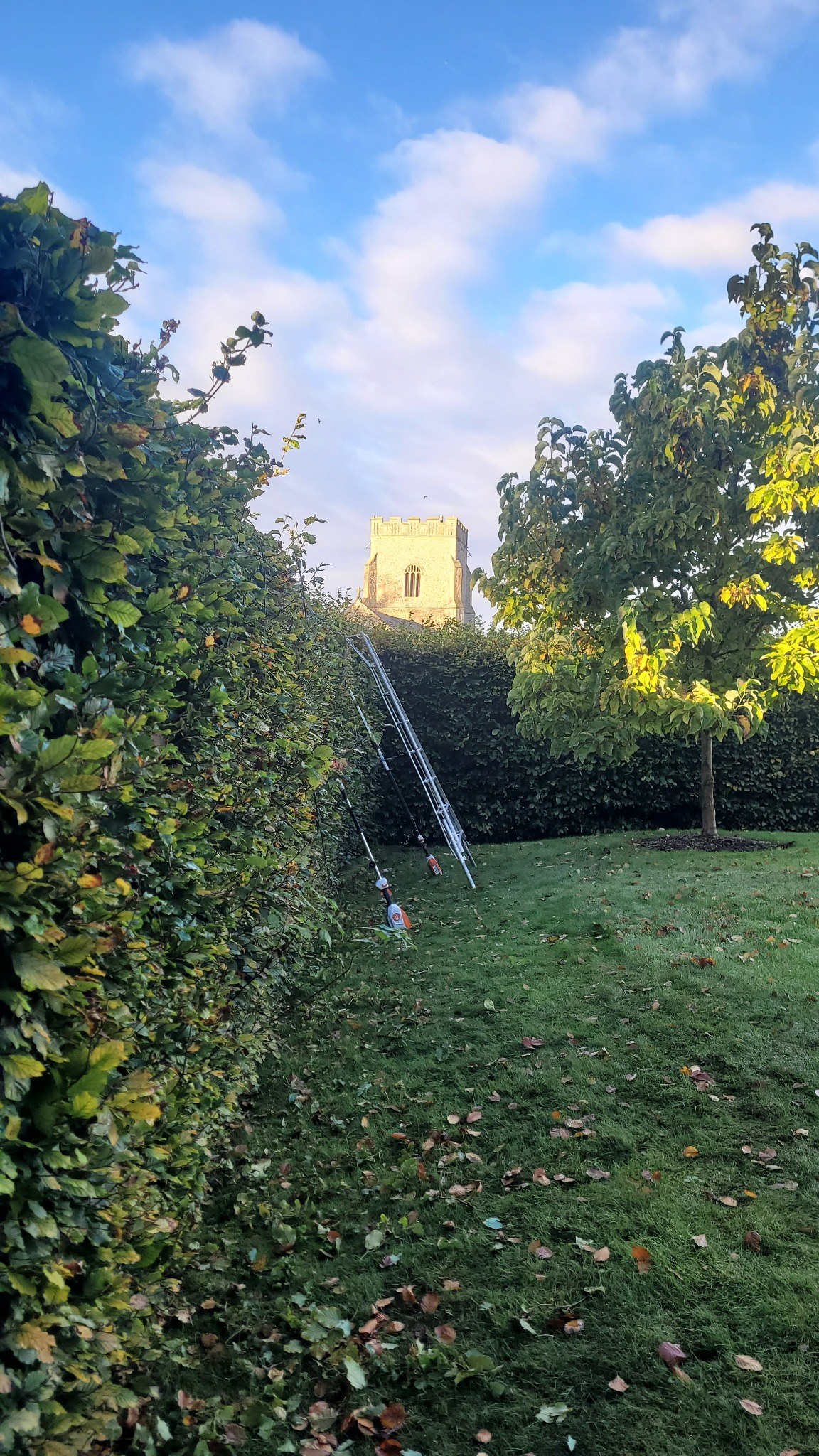 Overgrown hedge before trimming